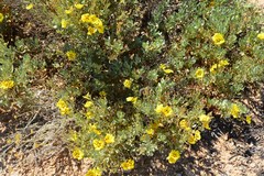 Cistus halimifolius