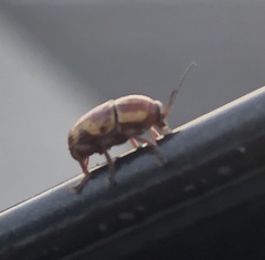 Cryptocephalus castaneus