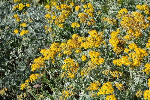 Jacobaea maritima