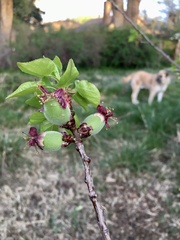 Prunus armeniaca