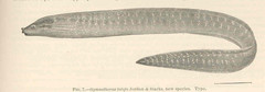 Blackpearl Moray photo 5