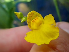 Utricularia intermedia