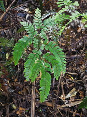 Adiantum fulvum