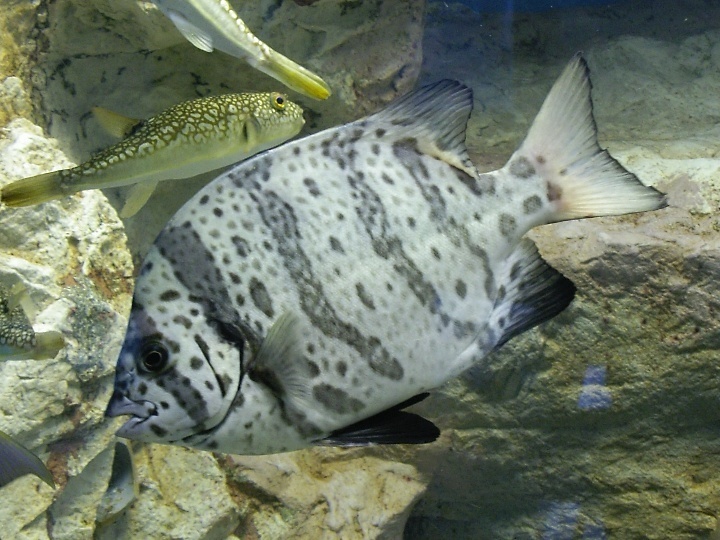 Barred Knifejaw