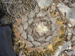 Ariocarpus retusus retusus