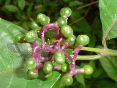 Palicourea acuminata