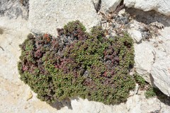 Limonium obtusifolium