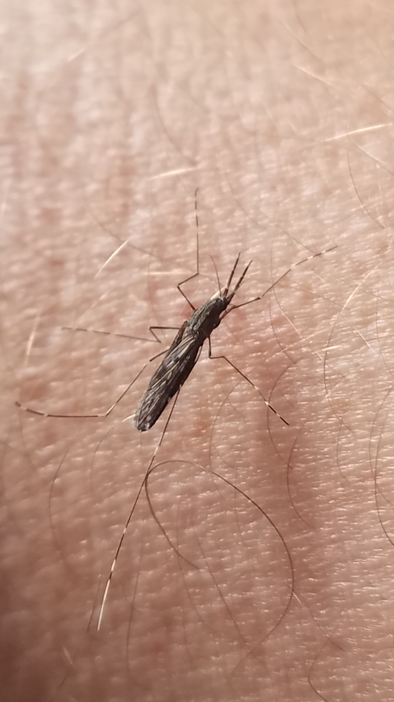 Anopheles coustani