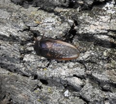 Homoeogamia mexicana