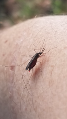 Anopheles coustani
