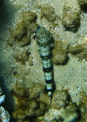 Synodus dermatogenys