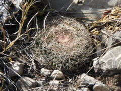 Mammillaria chionocephala
