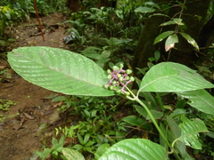 Palicourea acuminata