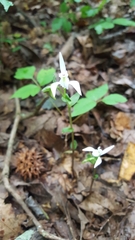 Triphora trianthophoros trianthophoros