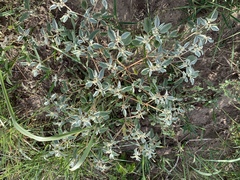 Croton capitatus