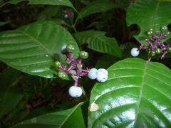Palicourea acuminata
