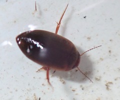 Hydroporus