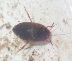 Hydroporus