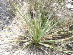 Dasylirion cedrosanum