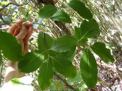 Elaeodendron xylocarpum