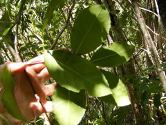 Elaeodendron xylocarpum