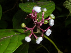 Palicourea acuminata