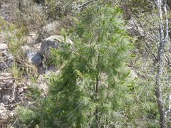 Pinus pinceana