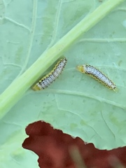 Evergestis rimosalis