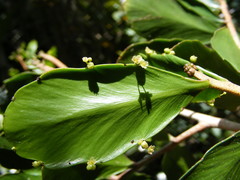 Phyllanthus montanus