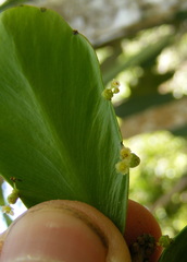 Phyllanthus montanus