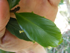 Phyllanthus montanus