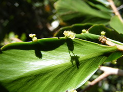 Phyllanthus montanus