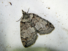 Hydriomena ruberata
