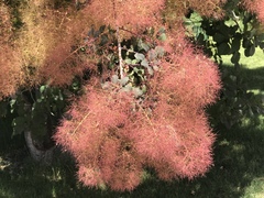 Cotinus obovatus