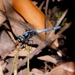 Orthetrum poecilops - Photo (c) mango201188, μερικά δικαιώματα διατηρούνται (CC BY-NC), uploaded by mango201188