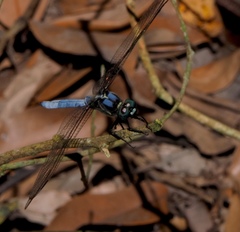 Orthetrum poecilops
