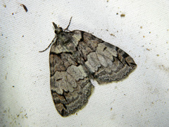 Hydriomena ruberata