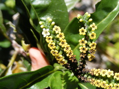 Tournefortia staminea