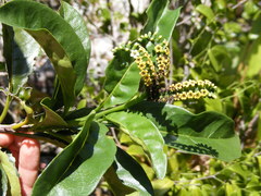 Tournefortia staminea