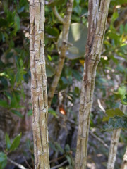 Tournefortia staminea