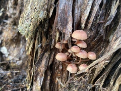 Mycena parsonsii