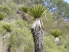 Yucca carnerosana