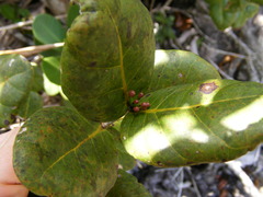 Psidium harrisianum