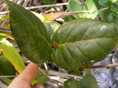 Psidium harrisianum