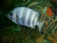 Barred Knifejaw photo 3