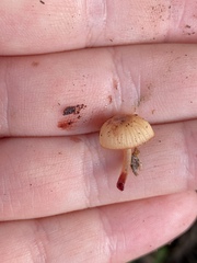 Mycena parsonsii