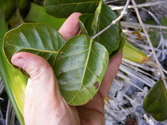 Psidium harrisianum