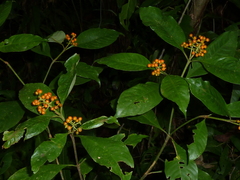 Palicourea racemosa