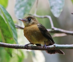 Myiobius sulphureipygius