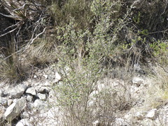 Cercocarpus fothergilloides